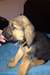 Chiots de Bloodhound amical - photo 1