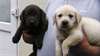 Chiots Labrador Pour Adoption - photo 1