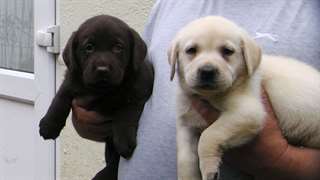Chiots Labrador Pour Adoption