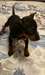 Charmant Manchester Terrier chiots &#224; vendre - photo 1