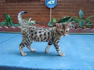 Chatons Bengal &#224; donner, disponible