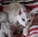 belle chaton Tiffanie disponible - photo 1