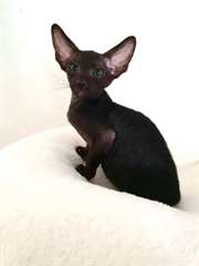 Belle Peterbald Chaton disponible