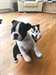 Adorables chiots Boston Terrier disponibles - photo 1