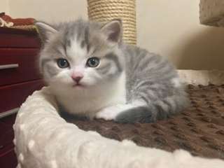 Chatons Scottish Fold a donner