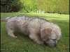 Dandie Dinmont Terrier chiots &#224; vendre - photo 1