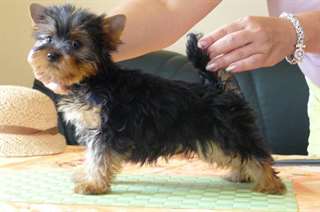 B&#233;b&#233;s Yorkshire Terrier Pure Race