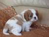 Adorables Chiots Cavaliers King Charles Pure Race - photo 2