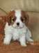 Adorables Chiots Cavaliers King Charles Pure Race - photo 3