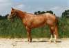 Champion a Quarter Horse &#224; vendre - photo 1