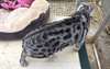 TICA enregistré chatons Savannah à vendre maintena
