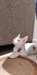 Hommes bien entraînés & femelle chatons Mau égypti