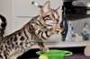 Male & Female Chatons Bengal A Vendre