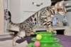 Male & Female Chatons Bengal A Vendre