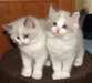 chatons Ragdoll m&#226;les et femelles &#224; vendre - photo 1