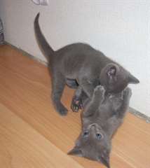chatons bleus russes &#224; vendre