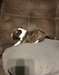 Chiots Bull Terrier miniature &#224; vendre - photo 1