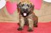 Soft Coated Wheaten Terrier chiots - photo 1