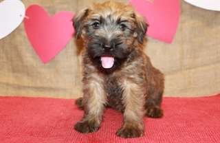 Soft Coated Wheaten Terrier chiots