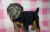 Chiots Welsh Terrier - photo 1