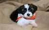 Adorables chiots Bichons Havanais
