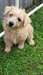 Adorables chiots Norwich Terrier - photo 1