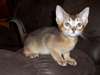 Chatons Abyssinian - photo 1