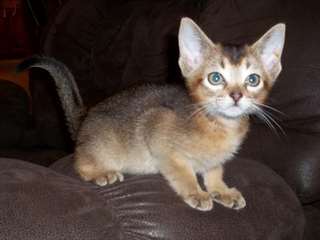 Chatons Abyssinian
