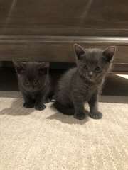 Chatons Russian Blue