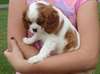 Chiots cavalier king charles - photo 1