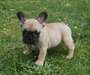 Adorable Femelle bouledogue francais disponible