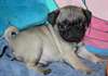 Adorable Femelle bouledogue francais disponible