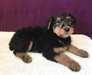 Chiots Airedale Terrier - photo 1