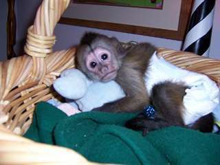 race capuchin monkey 1 femelle et 1 male