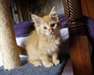 Chatons Maine Coon - photo 1