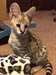 Magnifique chatons Serval - photo 1
