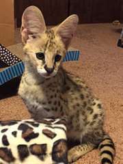 Magnifique chatons Serval