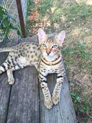 Magnifique chatons Serval