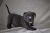 Don petite chiots PitBull Terrier - photo 1
