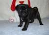 Chiots Carlin Pour Adoption attendent familles - photo 1