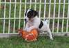 chiot jack Russell dispo