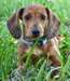 Chiots Teckels