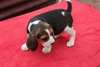 Adorables chiots beagle - photo 1