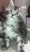 Magnifique Chatons Maine Coon Pure