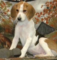 Chiots Foxhound &#224; vendre