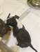 Chiots miniatures de terrier de taureau &#224; vendre - photo 1