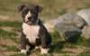 adorable American Pit Bull Terrier Chiots disponib