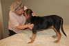 adorables bloodhound Puppies disponibles