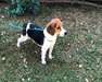 Chiots de Beagle de Noel