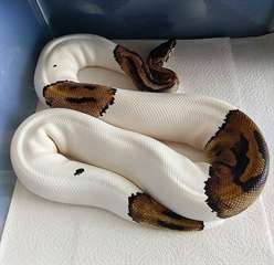 pythons pie disponible